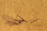 Fossil Crane Fly and Ant in Baltic Amber #270638-1